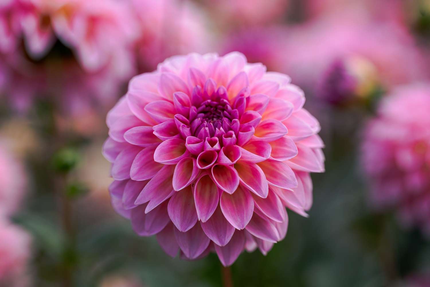 Dahlia 'Esli'
